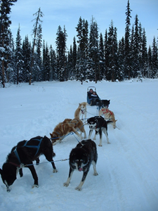 Dog Sled Ride 12.JPG